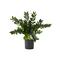 28" Artificial Zamioculcas Plant with Decorative Planter